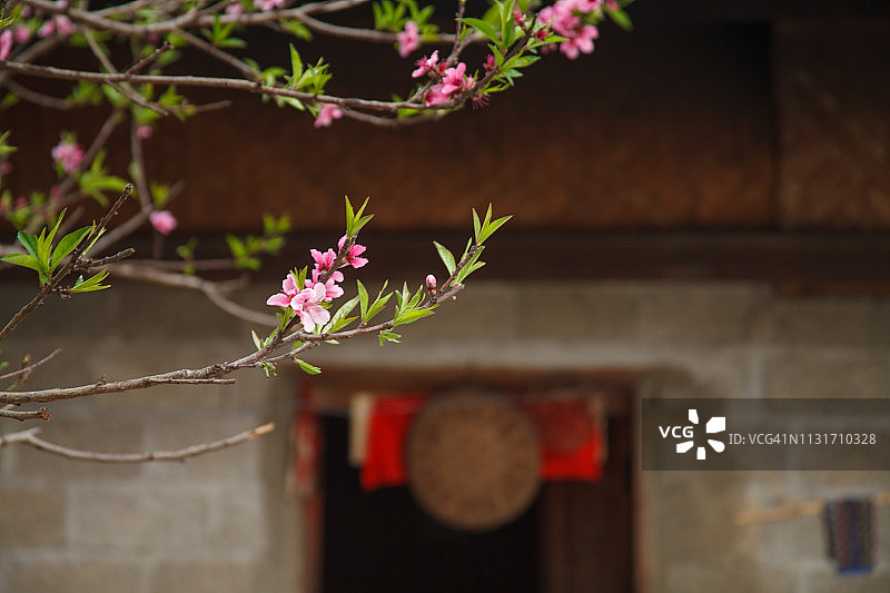 美丽的春天樱花在河江省(河江)，越南图片素材