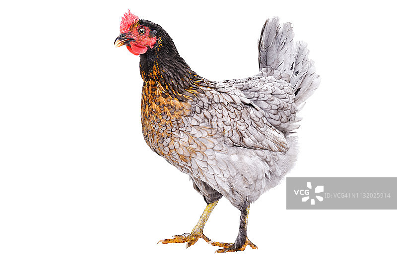 灰色鸡，侧视图，孤立在白色背景图片素材