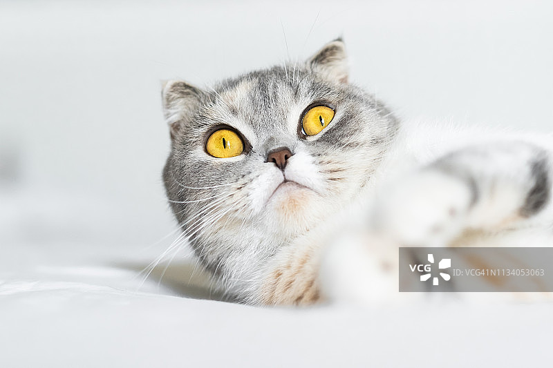 一个可爱的灰色苏格兰折叠猫休息在床上的特写肖像。图片素材