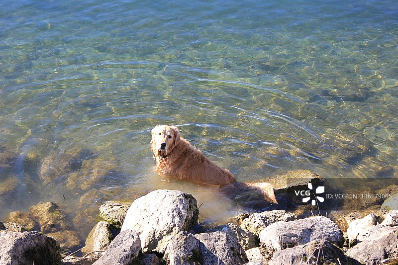 可爱的棕色狗喜欢水图片素材