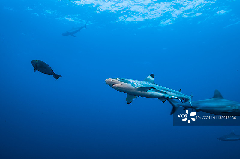 黑鳍礁鲨在水面上游泳图片素材
