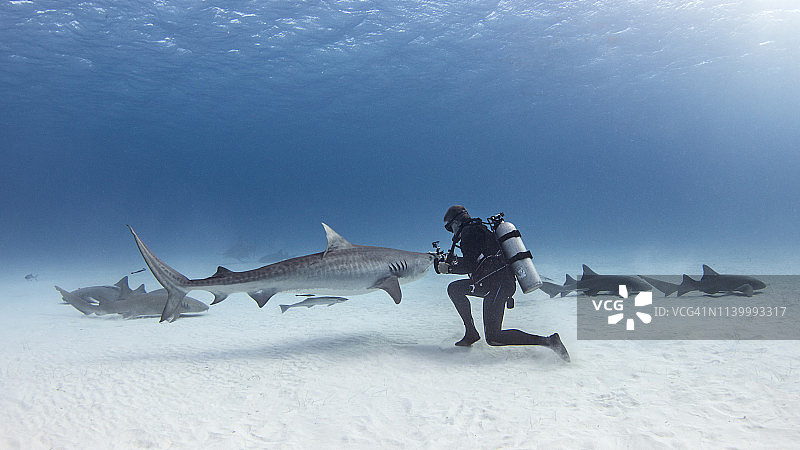 水下视图的男性潜水员与虎鲨和护士鲨在海床上，爱丽丝镇，比米尼，巴哈马图片素材