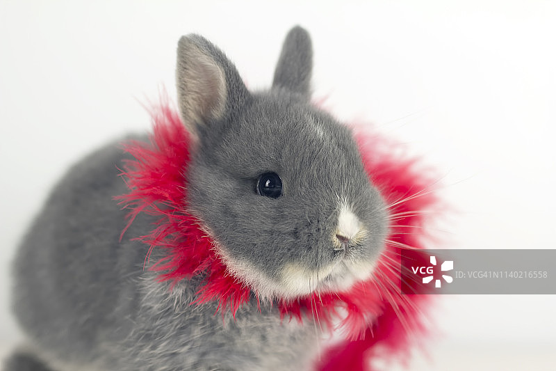兔子脖子上围着红色的围巾图片素材