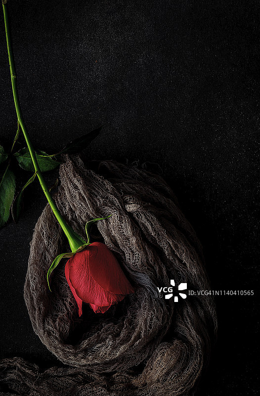 黑色背景的红玫瑰图片素材