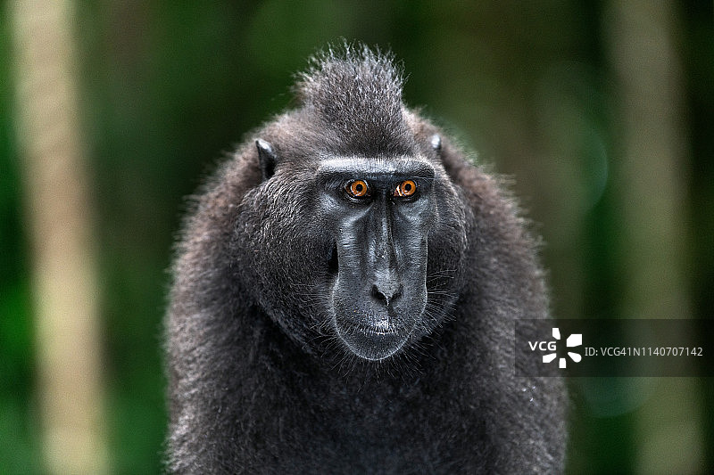 西里伯斯冠猕猴。图片素材