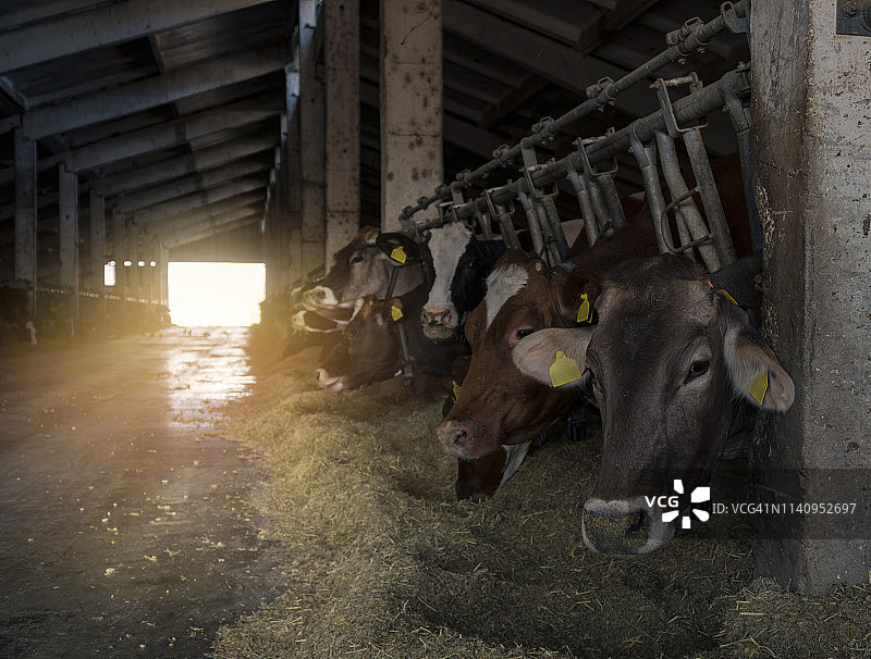 奶牛在牲口棚里放牧。牲畜的牧场。图片素材