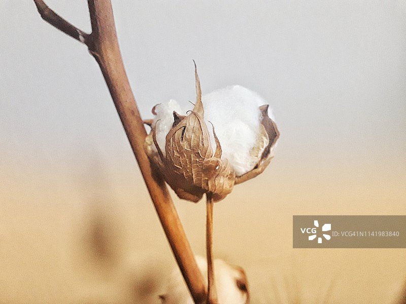 自然界中的棉花植物图片素材