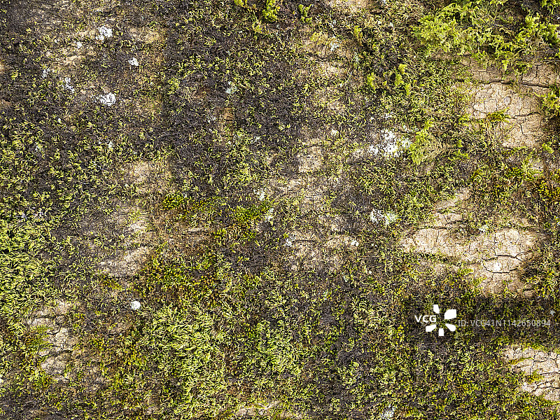完整的框架多色苔藓和地衣在树干的一个潮湿的森林。图片素材
