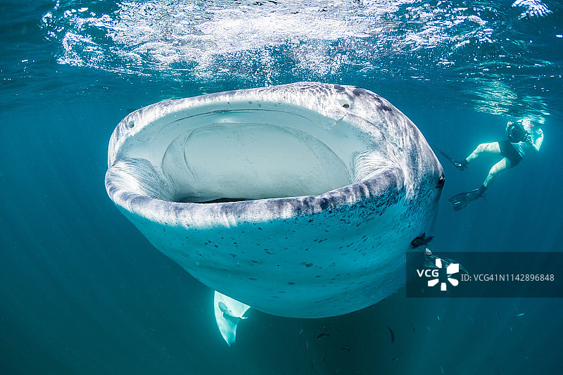 鲸鲨在拉巴斯觅食图片素材