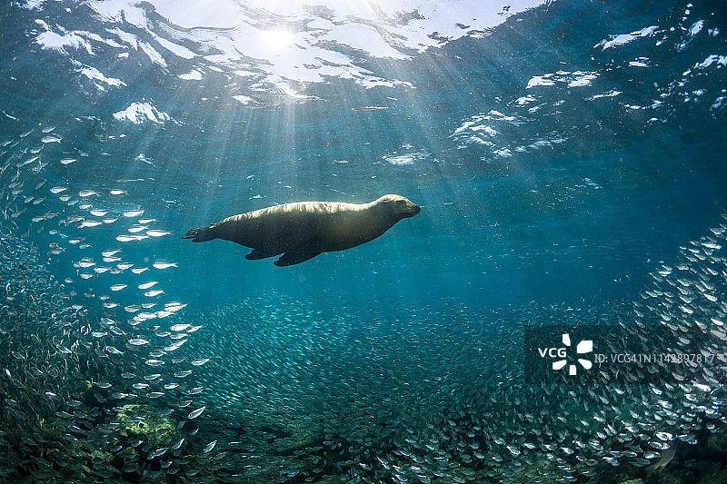 在洛斯群岛的加利福尼亚海狮图片素材
