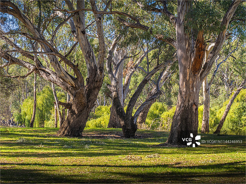 沿着墨累河的河岸，红桉树或桉树在形态和身材上都很美丽。这些美妙的标本在澳大利亚新南威尔士州的科罗瓦。图片素材