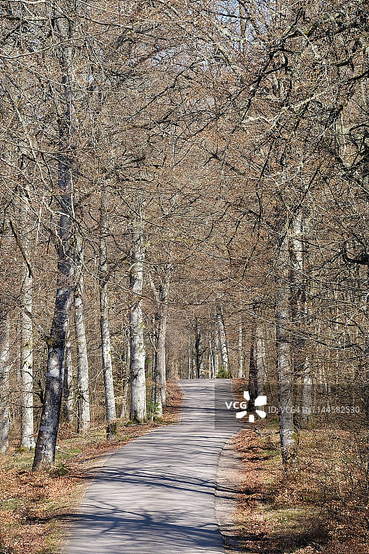 在春天明媚的阳光下，一条狭窄的路穿过落叶林图片素材