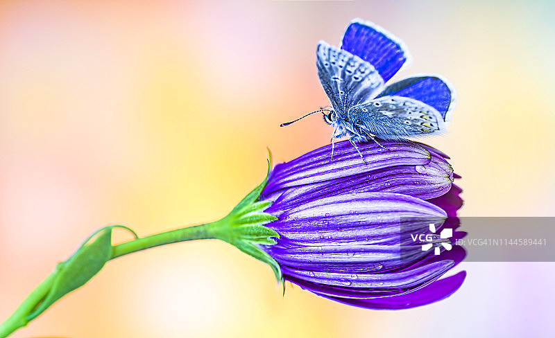 常见的蓝色小蝴蝶，多角蝶-极端特写。图片素材