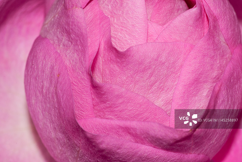 未开封的粉色玫瑰花微距图片素材