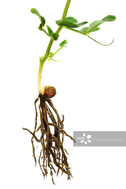 根豆科植物孤立在白色上。豌豆从种子到幼苗生长的阶段。白底豌豆苗的根系图片素材