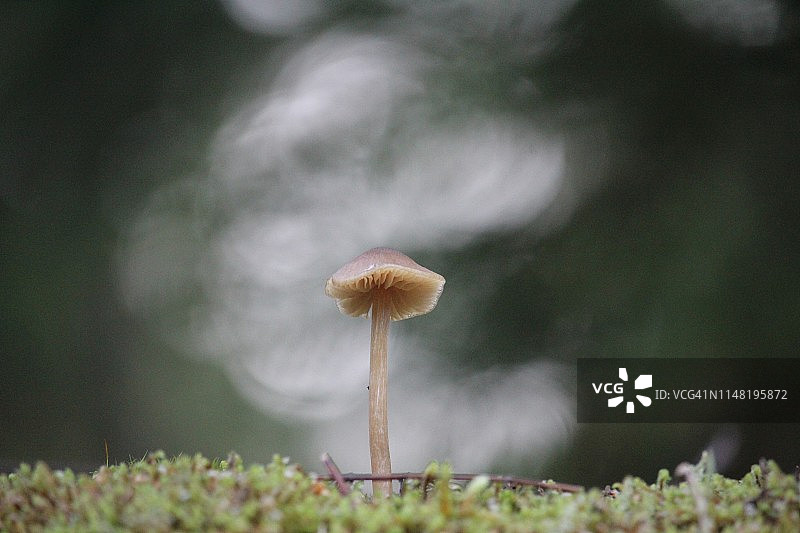 一个生长在温带雨林的小蘑菇的特写图片素材