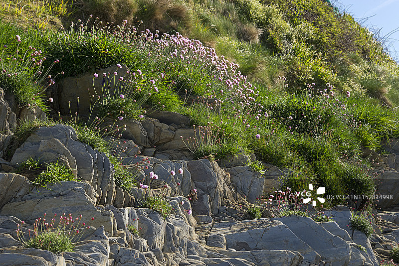 海竹在岩石峭壁上开花图片素材