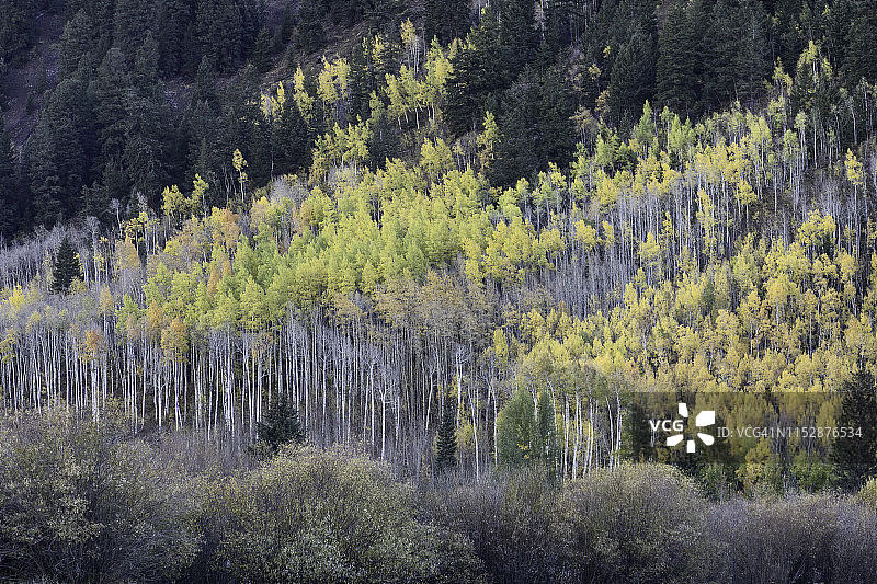 秋天的山杨树林图片素材
