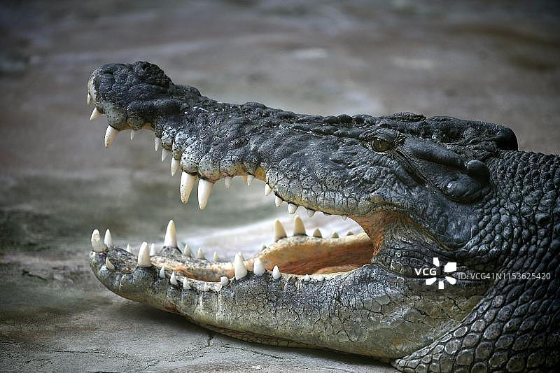 咸水鳄鱼(porosus鳄鱼)，嘴张着，动物肖像，俘虏，德国图片素材