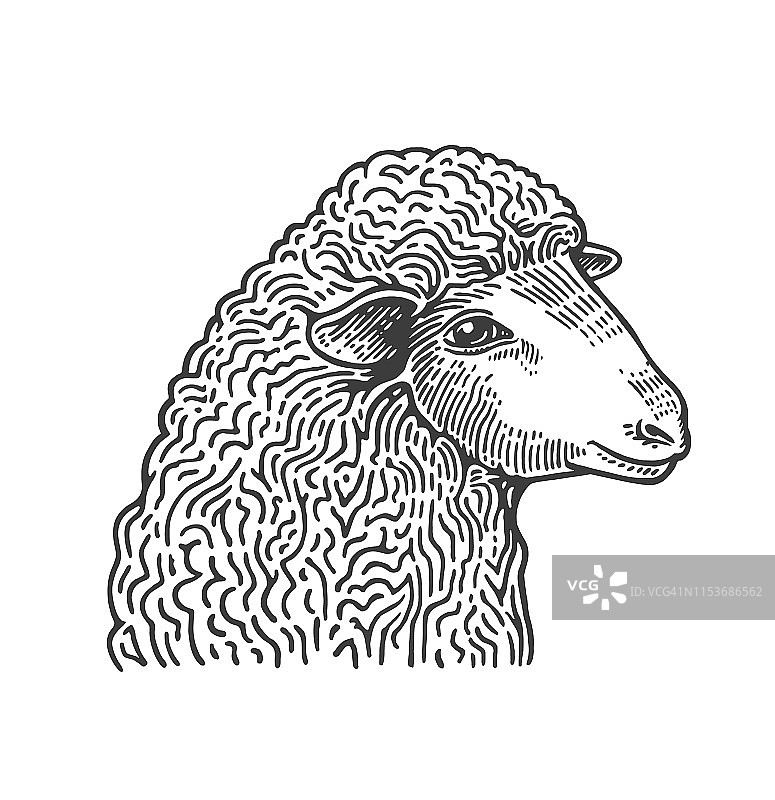 以中世纪雕刻风格手绘的羊头。家畜隔离在白色背景上。矢量插图在单色餐厅菜单，肉店，网站，标志。图片素材