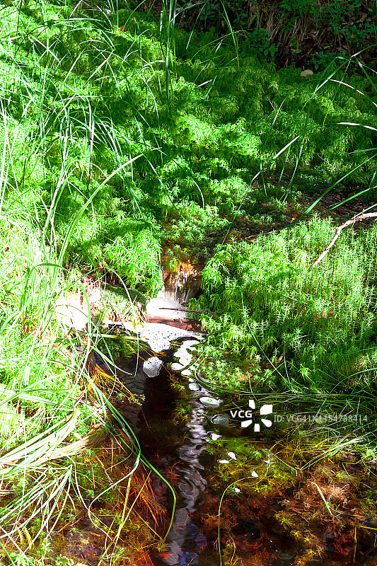 北部沼泽泥炭溪溪中，森林中的草和苔藓图片素材