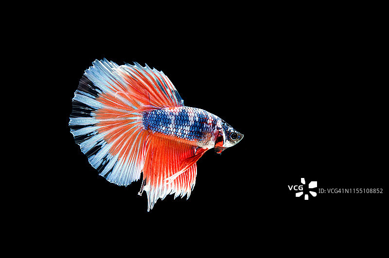 美丽多彩的暹罗斗鱼图片素材