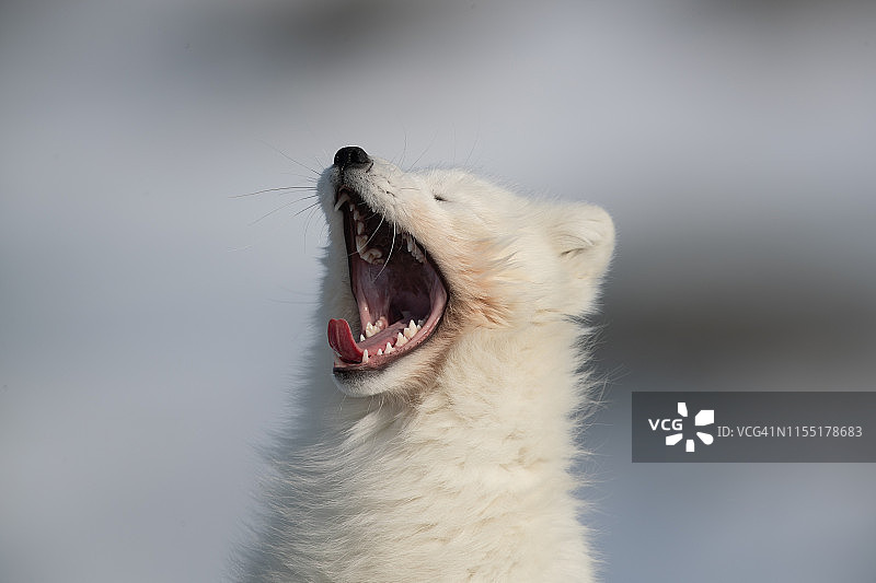 北极狐，北极狐在清晨的雪中打哈欠图片素材