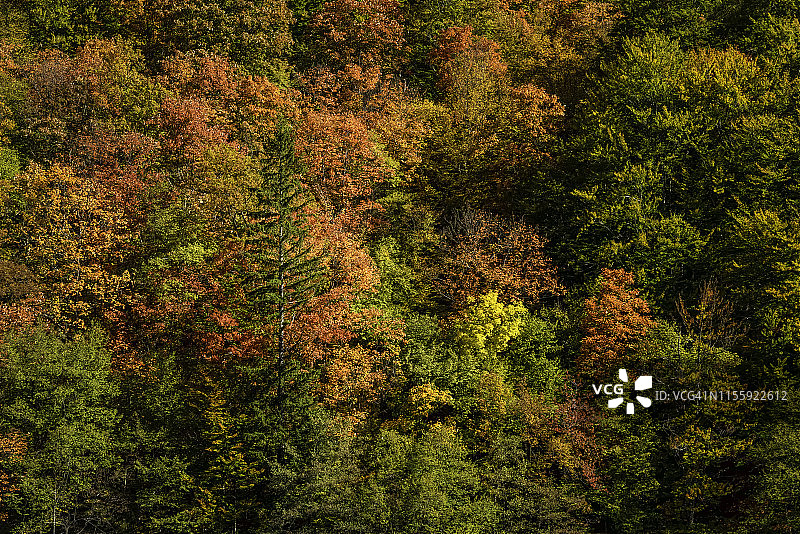普利特维茨湖国家公园的五彩秋叶图片素材