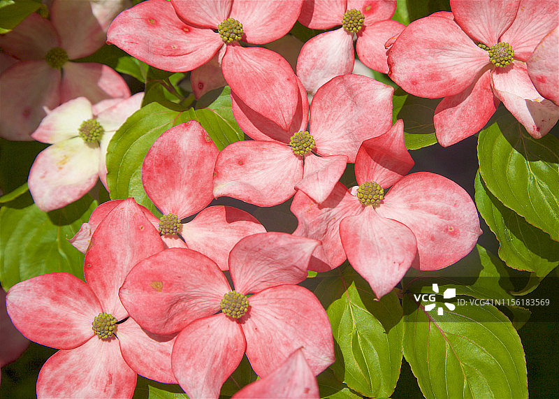 新英格兰六月盛开的库萨山茱萸的特写图片素材