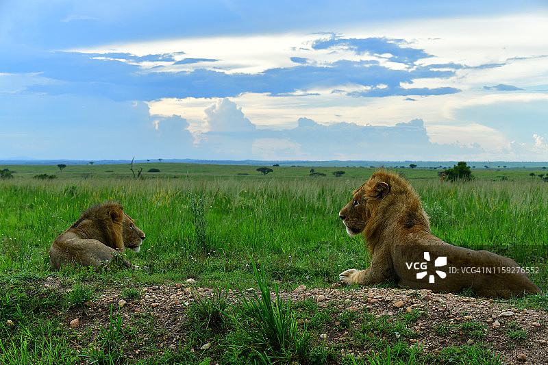 两只雄狮在大草原上休息图片素材