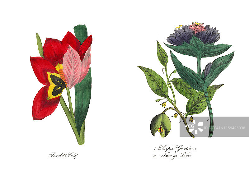 猩红郁金香维多利亚植物学插图图片素材