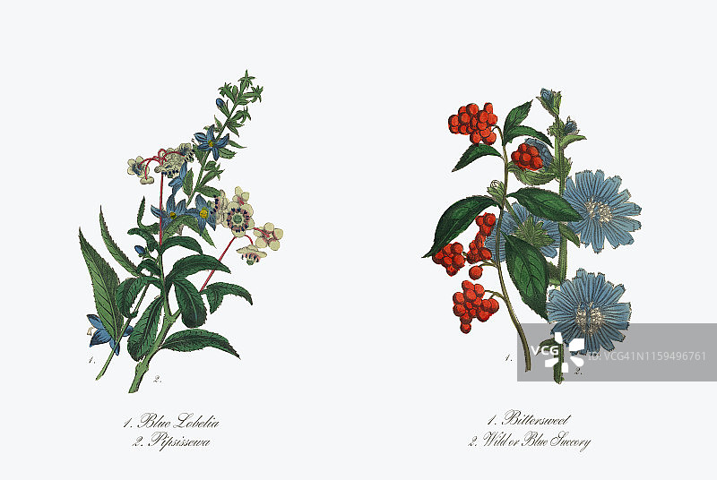 Bittersweet和蓝色Succory维多利亚植物插图图片素材