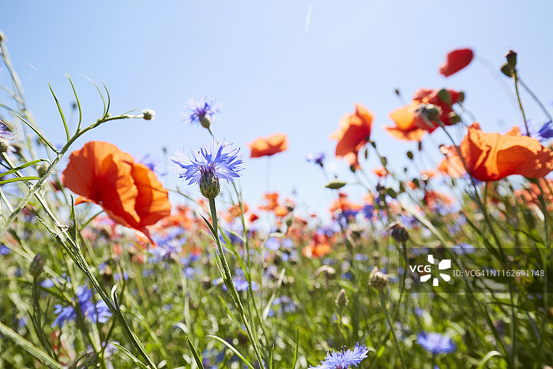 罂粟花和矢车菊在蓝色天空下的花草地上的特写图片素材