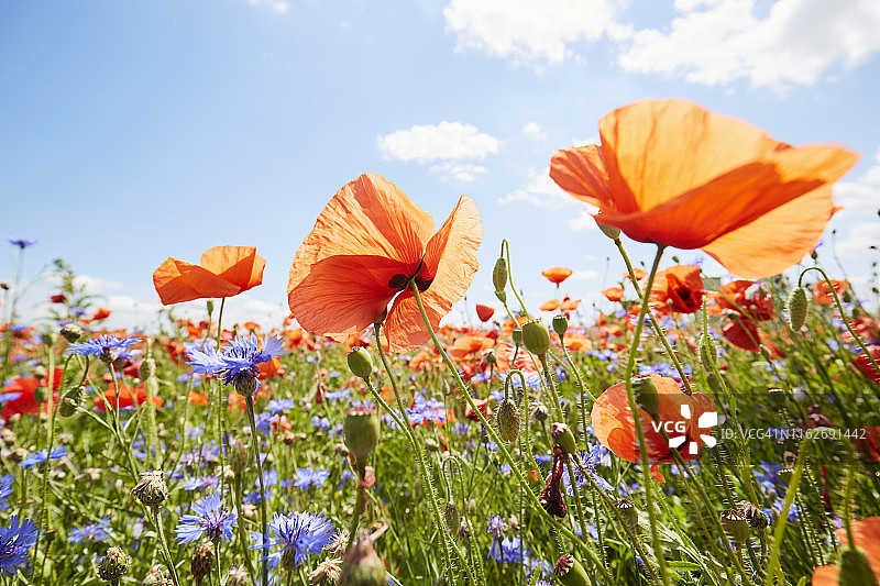 在阳光和蓝天的映衬下，罂粟和矢车菊在草地上的特写图片素材
