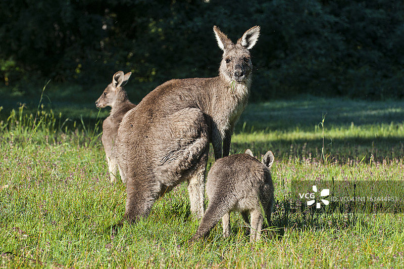 澳大利亚维多利亚州格兰扁国家公园的袋鼠图片素材