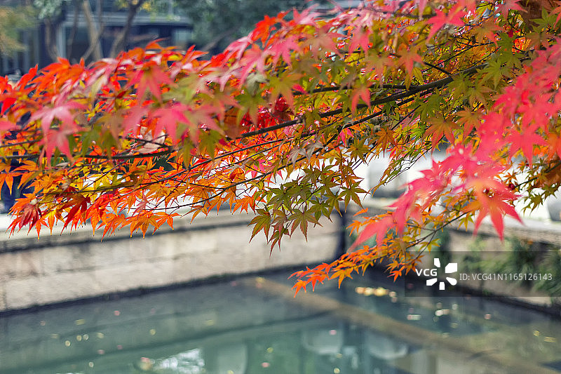中国杭州西湖公园的红枫图片素材