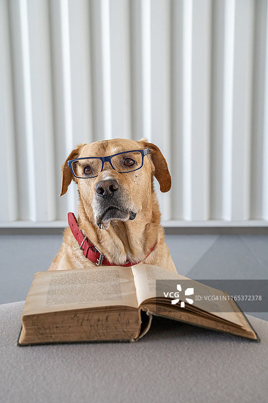 戴眼镜的狗在读一本旧封面的书。学习的概念。图片素材