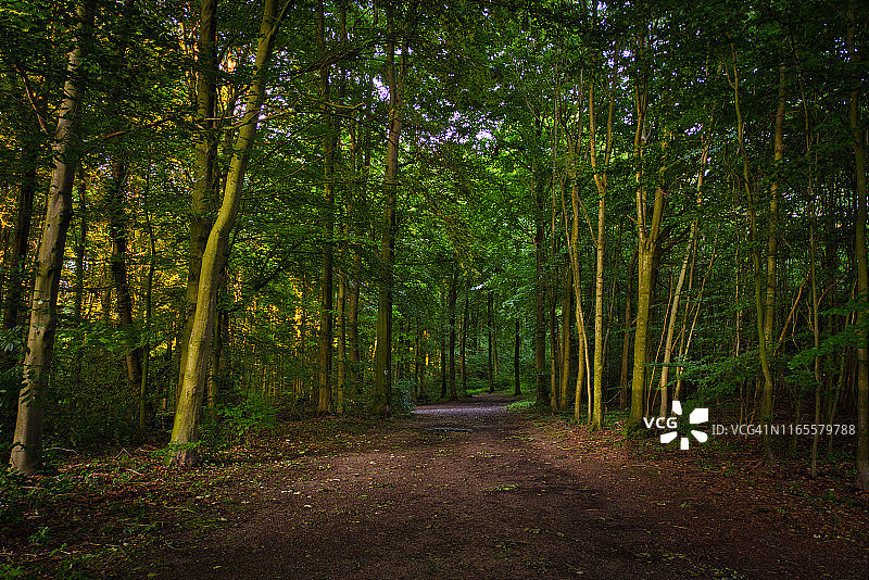 德国北莱茵-威斯特伐利亚的黄昏森林小路图片素材