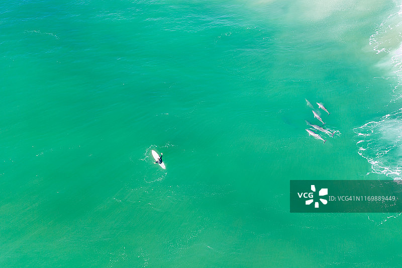 鸟瞰图一群海豚在一个冲浪者附近的海洋中游泳图片素材