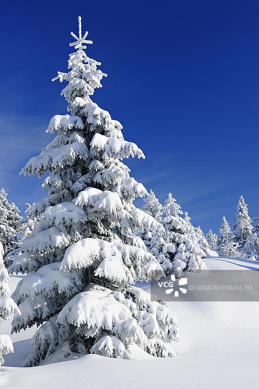 德国萨克森-安哈尔特哈尔茨国家公园，冰雪覆盖的原生态冬季景观，冰雪覆盖的云杉(云杉)图片素材