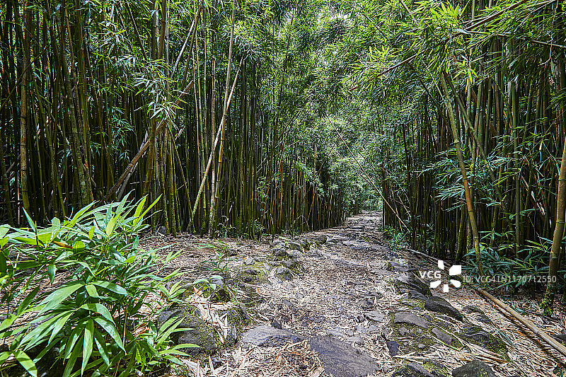 竹林，哈纳森林保护区，哈纳，毛伊岛，夏威夷，美国图片素材
