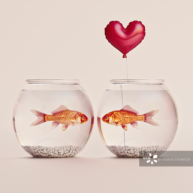 两只金鱼在各自的碗里互相看着，其中一只拿着一个红色的心形气球图片素材