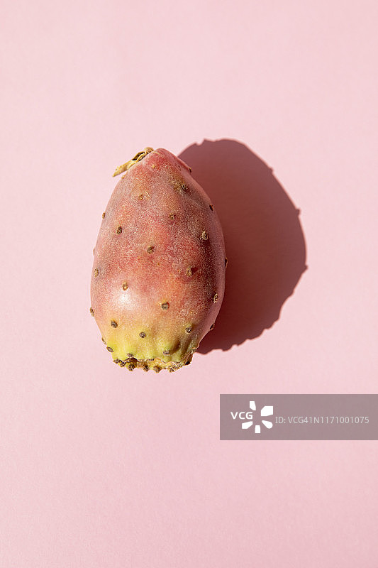 粉红色的背景上是仙人掌梨图片素材