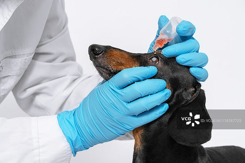 诊所的兽医对动物进行医学检查图片素材
