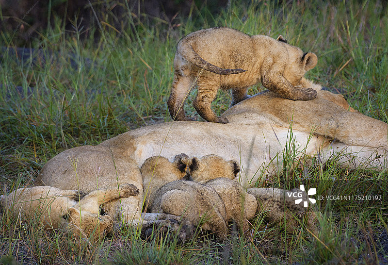 肯尼亚马赛马拉，兄弟姐妹喂奶时，顽皮的狮子幼崽咬妈妈图片素材