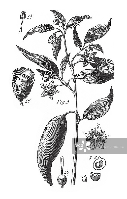 辣椒，含有有毒化合物的几科植物，尤其是Polemoniales雕刻古董插图，出版于1851年图片素材