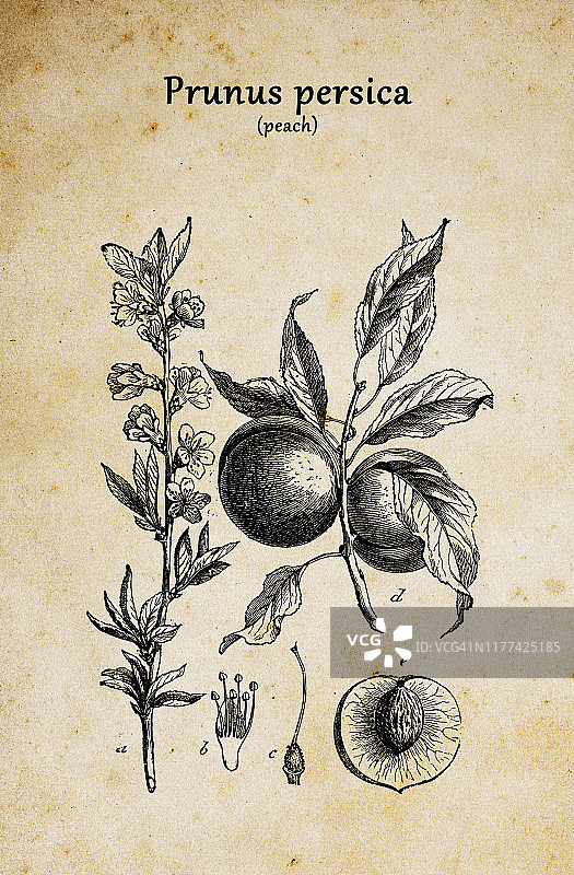 植物学植物仿古雕刻插图:桃李(桃)图片素材