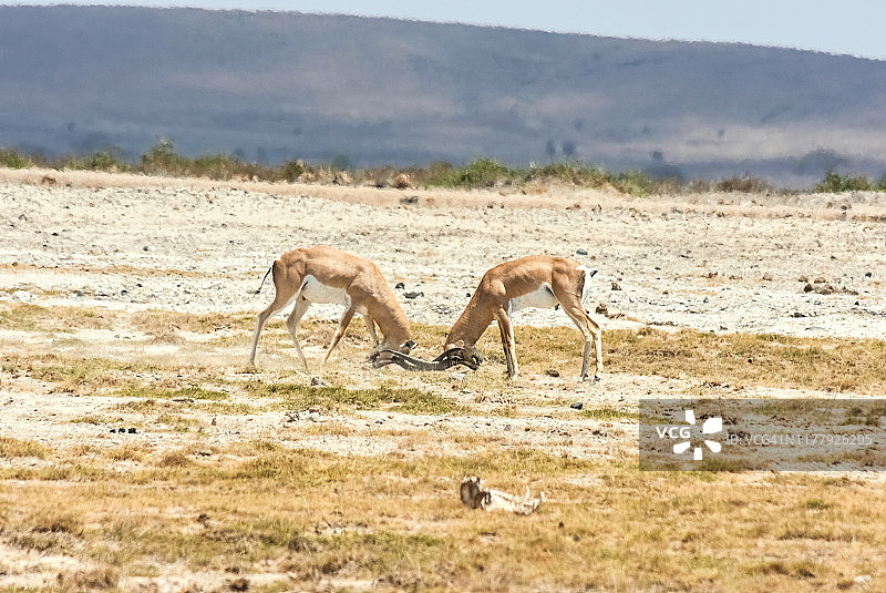 两只雄性格兰特瞪羚在肯尼亚的安博塞利国家公园打架图片素材
