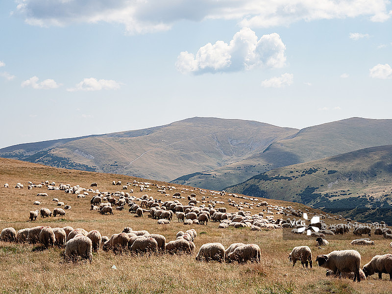 一群羊在山上吃草图片素材