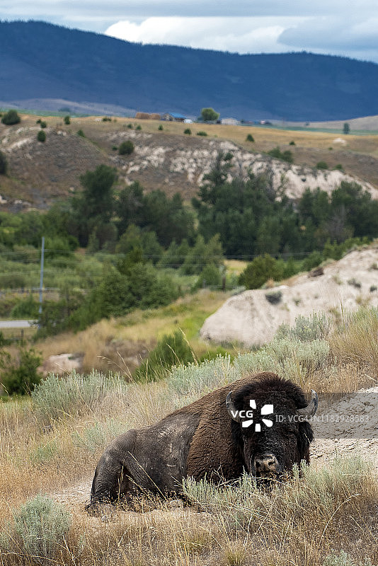 美洲野牛站在草地上的肖像，内华达州，美国。图片素材